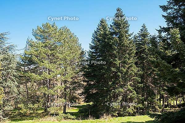 Botanic garden in Saints Constantine and Helena resort, Bulgaria [IBR125203195]