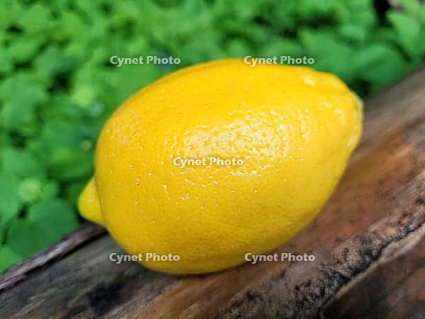 Raw lemon for exotic taste [IBR125203196]