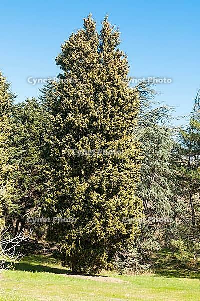 Botanic garden in Saints Constantine and Helena resort, Bulgaria [IBR125203200]