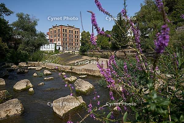 Purple loosestrife (Lythrum salicaria), fish ladder, bee pasture, insect pasture, bee-friendly, insect-friendly, Kochertal, Kocher, Schwäbisch Hall, Hohenlohe, Germany [IBR125203231]