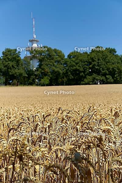 Winter soft wheat, winter wheat, wheat field, grain, grain harvest, agriculture, Kocher Valley, Kocher, Schwäbisch Hall, Hohenlohe, Germany [IBR125203234]