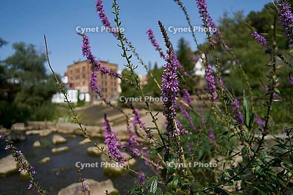 Purple loosestrife (Lythrum salicaria), fish ladder, bee pasture, insect pasture, bee-friendly, insect-friendly, Kochertal, Kocher, Schwäbisch Hall, Hohenlohe, Germany [IBR125203236]