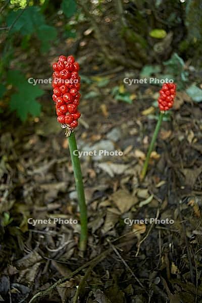 Arum, poison, poisonous, poisonous plant, forest edge, roadside, plant, Kochertal, Kocher, Schwäbisch Hall, Hohenlohe, Germany [IBR125203237]
