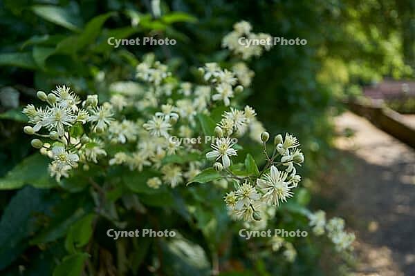Clematis, Clematis, Clematis, Gorge Forest, Klinge, Kochertal, Kocher, Schwäbisch Hall, Hohenlohe, Germany [IBR125203238]