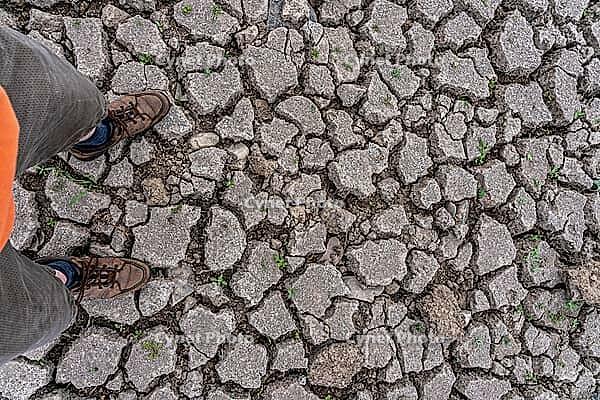 Dried riverbed, brittle floes, on the Rhine near Duisburg Walsum, extreme low tide, freighters must sail with reduced load, North Rhine-Westphalia, Germany [IBR113322428]
