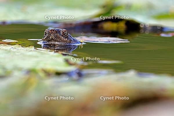 Pan Hinged Terrapin (Pelusios subniger), adult, in the water, swimming, close-up, Kruger National Park, South Africa [IBR125203823]