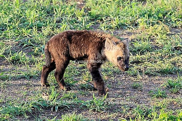 Spotted hyena (Crocuta crocuta), spotted hyena, young, alert, Kruger National Park, Kruger National Park, South Africa [IBR125203824]