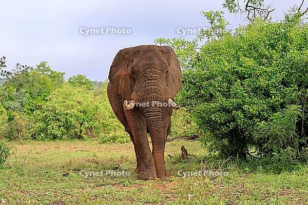 African elephant (Loxodonta africana), adult, foraging, Kruger National Park, Kruger National Park, South Africa [IBR125203825]