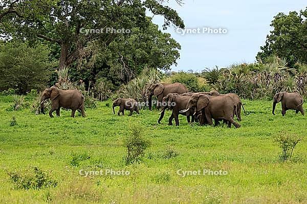 African elephant (Loxodonta africana), adult, calves, herd, walking, foraging, Kruger National Park, Kruger National Park, South Africa [IBR125203826]