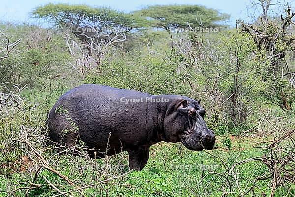 Hippopotamus (Hippopotamus amphibius), adult, on land, foraging, during the day, Kruger National Park, Mpumalanga Province, South Africa [IBR125203827]