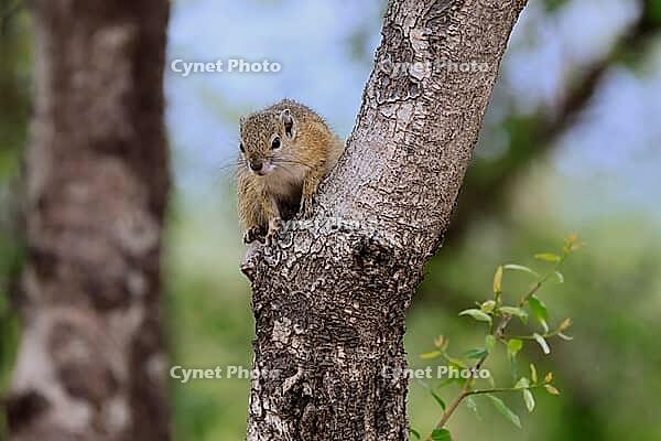 Smith's bush squirrel (Paraxerus cepapi), yellow-footed bush squirrel, adult, tree trunk, alert, Kruger National Park, South Africa [IBR125203828]
