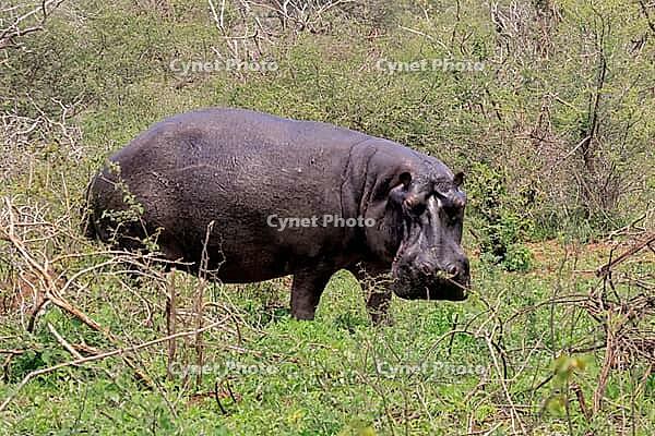 Hippopotamus (Hippopotamus amphibius), adult, on land, foraging, during the day, Kruger National Park, Mpumalanga Province, South Africa [IBR125203829]