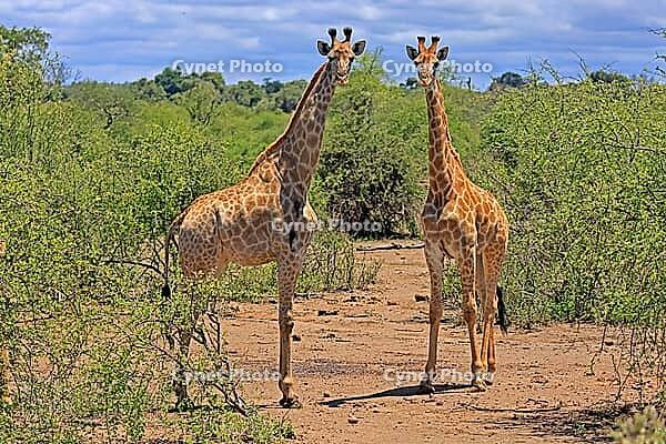 Giraffe (Giraffa camelopardalis giraffa), adult, two, alert, standing, Kruger National Park, Limpopo Province, South Africa [IBR125203830]
