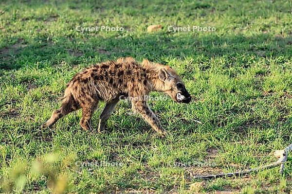 Spotted hyena (Crocuta crocuta), adult, prey, bones, running, Kruger National Park, South Africa [IBR125203831]