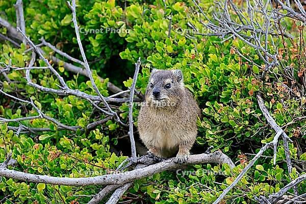 Klippschliefer (Procavia capensis), adult, sitting, in the bushes, alert, Boulders Beach, Simon's Town, Western Cape, South Africa [IBR125203832]