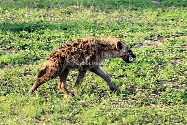 Spotted hyena (Crocuta crocuta), adult, prey, bones, running, Kruger National Park, South Africa [IBR125203833]