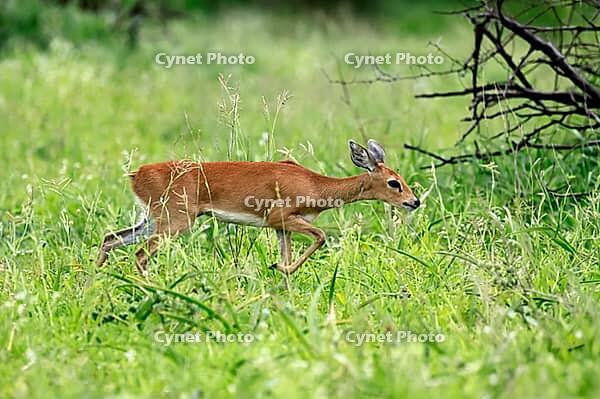 Little Rock Antelope (Raphicerus campestris), adult, male, running, dwarf antelope, Kruger National Park, South Africa [IBR125203834]