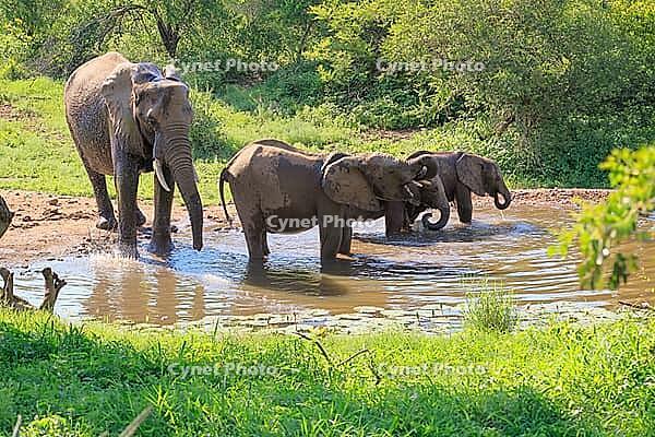 African elephant (Loxodonta africana), adult, female, calves, by the water, drinking, herd, Kruger National Park, Kruger National Park, South Africa [IBR125203835]