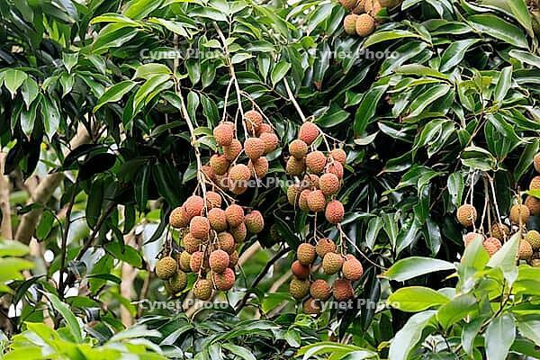 Lychee tree (Litchi chinensis), lychee tree, fruit, ripe, on the tree, foliage, Monzi, KwaZulu-Natal, South Africa [IBR125203836]