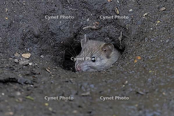 European brown rat (Rattus norvegicus) adult rodent animal emerging from its burrow hole, England, United Kingdom [IBR125203837]
