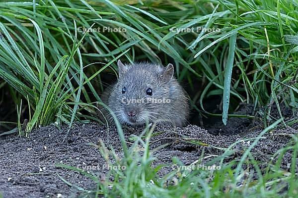 European brown rat (Rattus norvegicus) adult rodent animal emerging from its burrow hole, England, United Kingdom [IBR125203838]