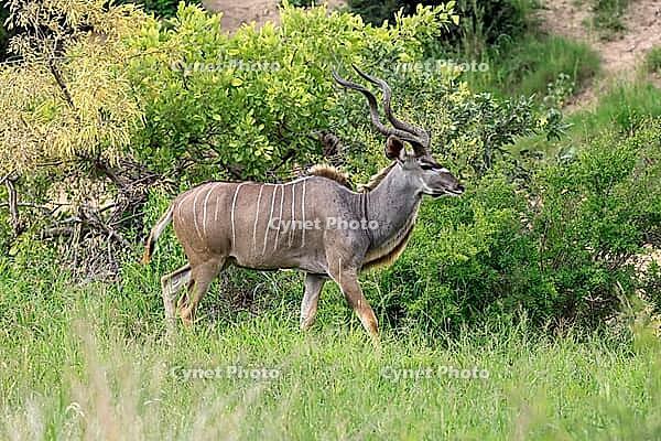 Zambesi greater kudu (Tragelaphus strepsiceros), adult, male, foraging, Kruger National Park, South Africa [IBR125203839]