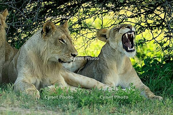 Lion (Panthera leo), adult, two, young male, resting, young female, yawning, siblings, lying down, ground, Kruger National Park, Kruger National Park, South Africa [IBR125203840]