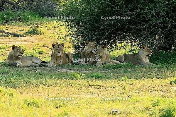 Lion (Panthera leo), adult, four, young males, young female, siblings, lying down, in the grass, alert, Kruger National Park, South Africa [IBR125203841]