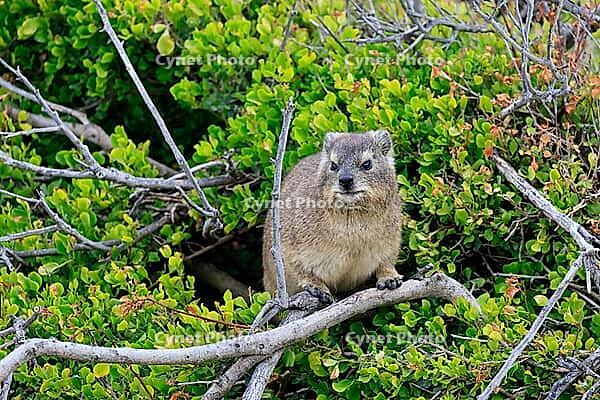 Klippschliefer (Procavia capensis), adult, sitting, in the bushes, alert, Boulders Beach, Simon's Town, Western Cape, South Africa [IBR125203842]