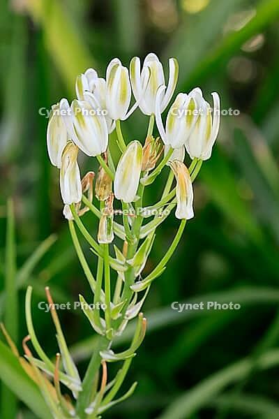 Albuca nelsonii, flower, Bloemfontein Botanical Garden, Free State, South Africa [IBR125203845]