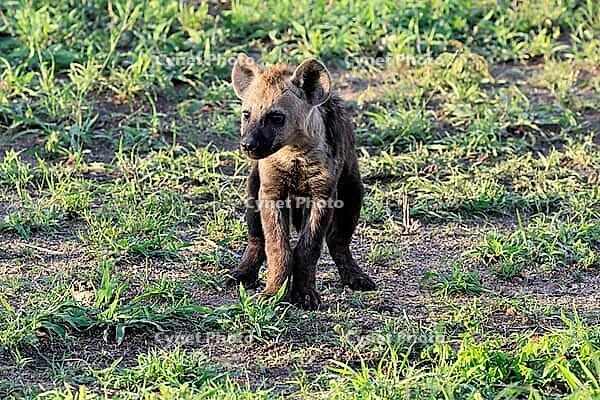 Spotted hyena (Crocuta crocuta), spotted hyena, young, alert, Kruger National Park, Kruger National Park, South Africa [IBR125203847]
