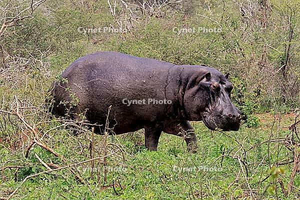 Hippopotamus (Hippopotamus amphibius), adult, on land, foraging, during the day, running, Kruger National Park, Mpumalanga Province, South Africa [IBR125203848]