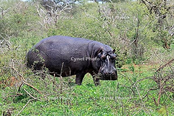 Hippopotamus (Hippopotamus amphibius), adult, on land, foraging, during the day, Kruger National Park, Mpumalanga Province, South Africa [IBR125203849]
