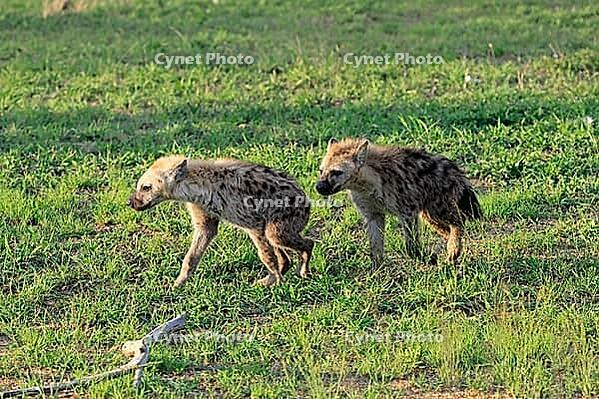 Spotted hyena (Crocuta crocuta), subadult, half-grown young, siblings, two, running, Kruger National Park, South Africa [IBR125203851]