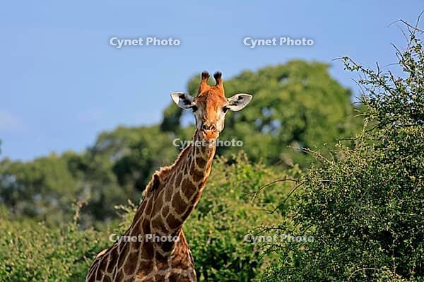 Giraffe (Giraffa camelopardalis giraffa), adult, portrait, Kruger National Park, Limpopo Province, South Africa [IBR125203853]