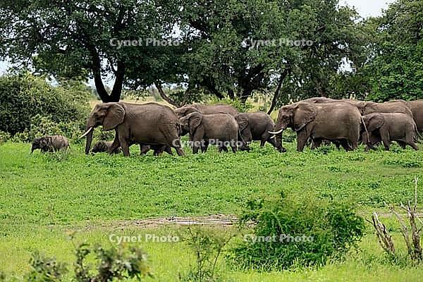 African elephant (Loxodonta africana), adult, calves, herd, walking, foraging, Kruger National Park, Kruger National Park, South Africa [IBR125203855]