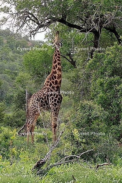 Giraffe (Giraffa camelopardalis giraffa), adult, feeding, tree, Kruger National Park, Limpopo Province, South Africa [IBR125203856]