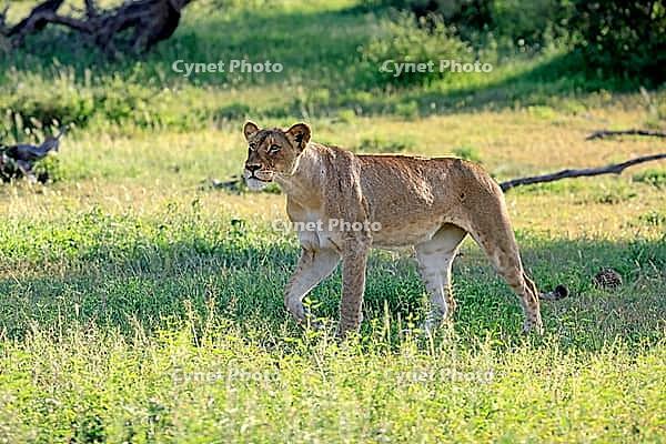 Lion (Panthera leo), adult, female, stalking, focused, alert, Kruger National Park, South Africa [IBR125203857]