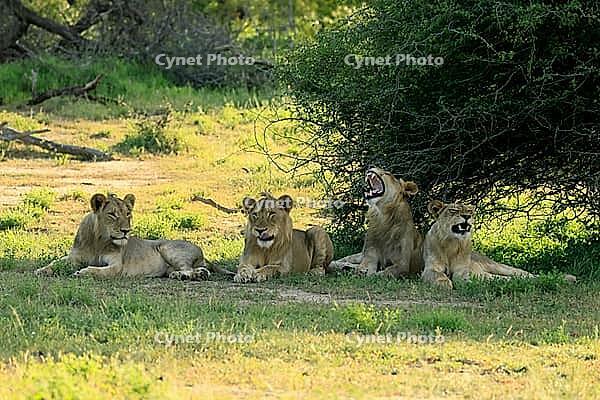 Lion (Panthera leo), adult, four, young males, young female, siblings, lying down, in the grass, alert, Kruger National Park, South Africa [IBR125203858]