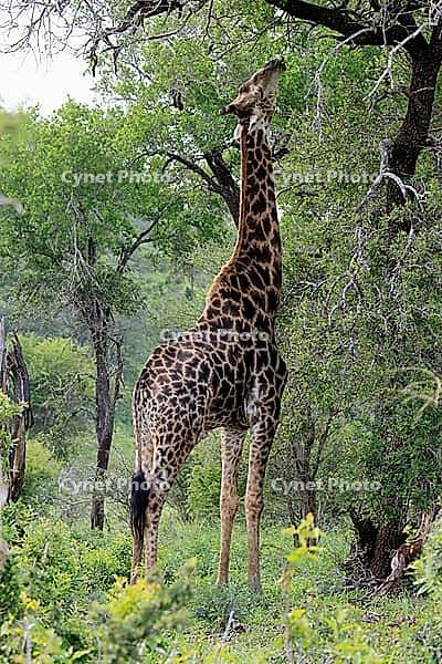 Giraffe (Giraffa camelopardalis giraffa), adult, feeding, tree, Kruger National Park, Limpopo Province, South Africa [IBR125203859]