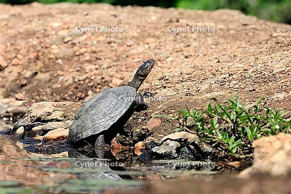 Pan Hinged Terrapin (Pelusios subniger), adult, in the water, Kruger National Park, South Africa [IBR125203860]