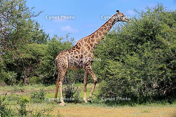 Giraffe (Giraffa camelopardalis giraffa), adult, feeding, shrub, Kruger National Park, Limpopo Province, South Africa [IBR125203861]