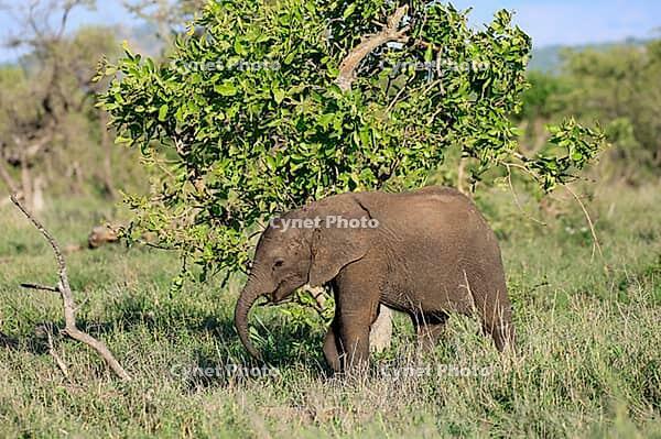 African elephant (Loxodonta africana), calf, foraging, sniffing, spotting, Kruger National Park, Kruger National Park, South Africa [IBR125203862]