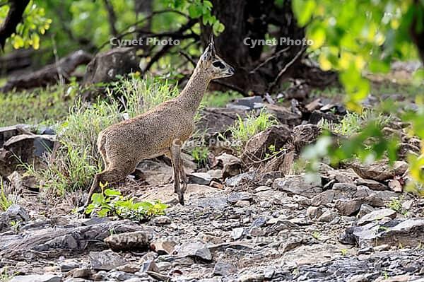 Transvaal klipspringer (Oreotragus transvaalensis), adult male running, Kruger National Park, South Africa [IBR125203863]