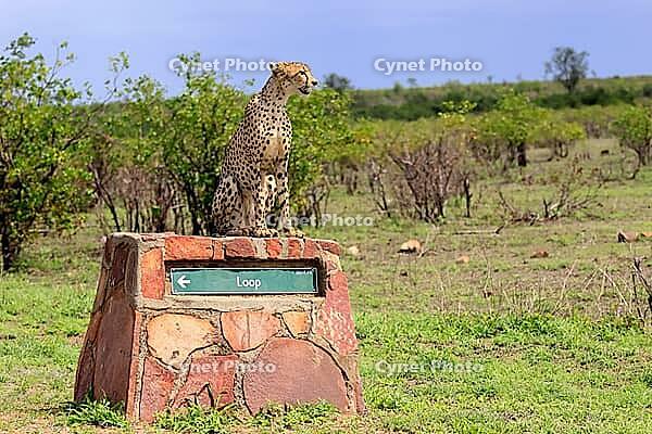 Cheetah (Acinonyx jubatus), adult, sitting, on a signpost, alert, Limpopo Province, Kruger National Park, South Africa [IBR125203864]