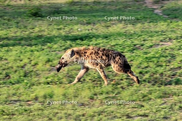 Spotted hyena (Crocuta crocuta), adult, prey, bones, running, Kruger National Park, South Africa [IBR125203865]