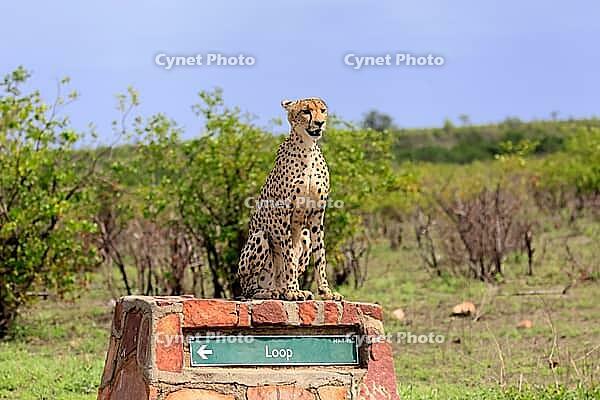 Cheetah (Acinonyx jubatus), adult, sitting, on a signpost, alert, Limpopo Province, Kruger National Park, South Africa [IBR125203866]
