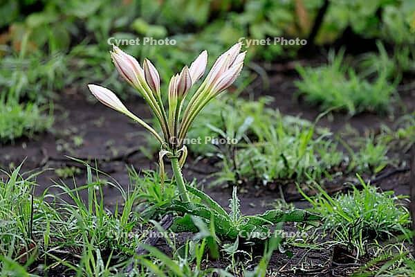 Crinum macowanii, flowering, Kruger National Park, Kruger National Park South Africa [IBR125203869]