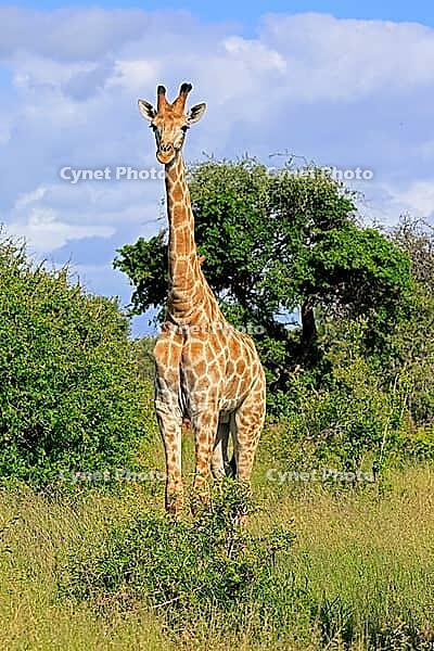 Giraffe (Giraffa camelopardalis giraffa), adult, alert, standing, Kruger National Park, Limpopo Province, South Africa [IBR125203871]