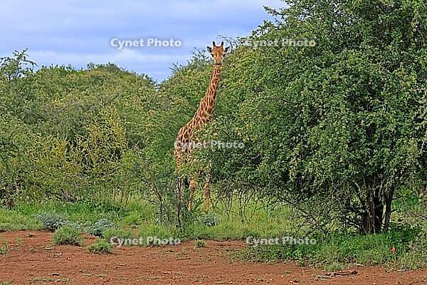 Giraffe (Giraffa camelopardalis giraffa), adult, alert, standing, Kruger National Park, Limpopo Province, South Africa [IBR125203872]